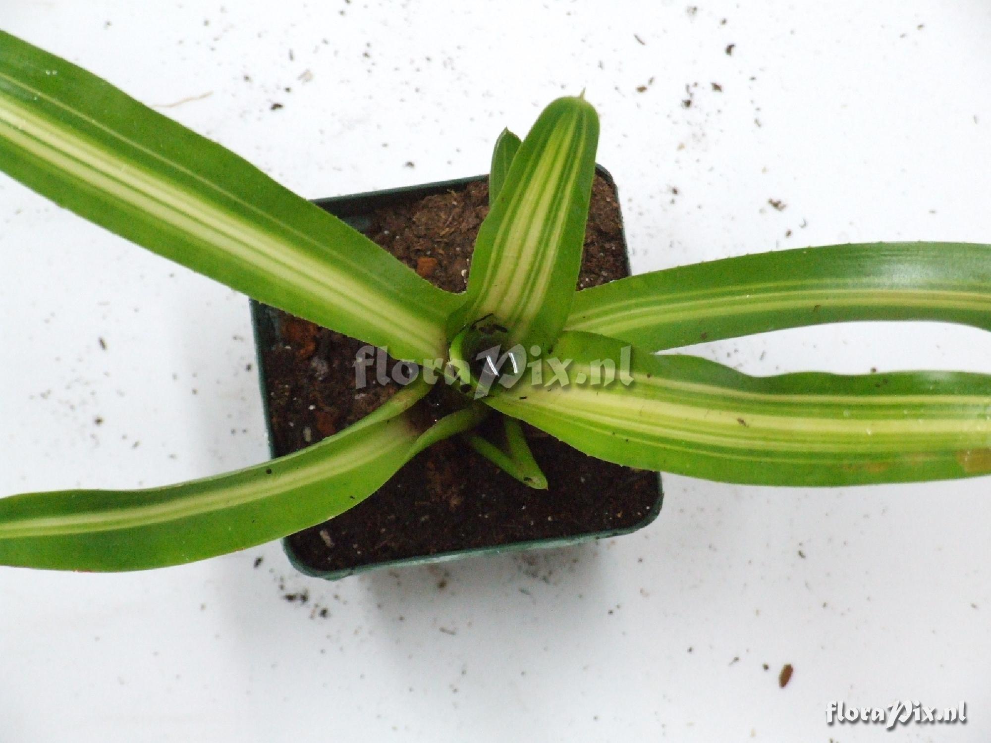 Neoregelia spec.