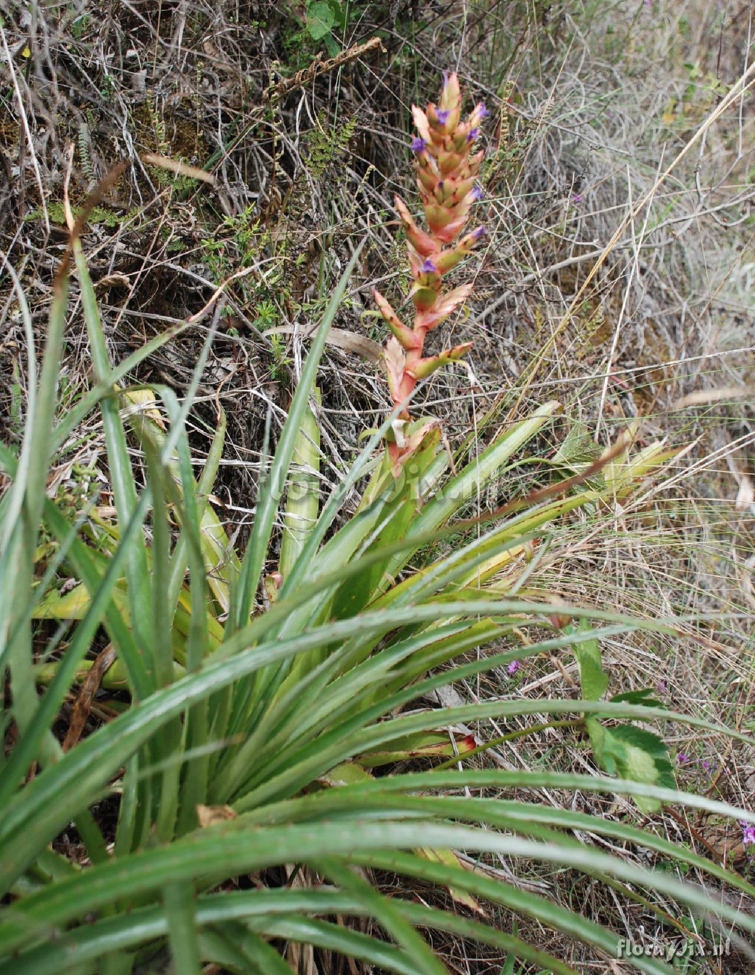 Tillandsia sp.