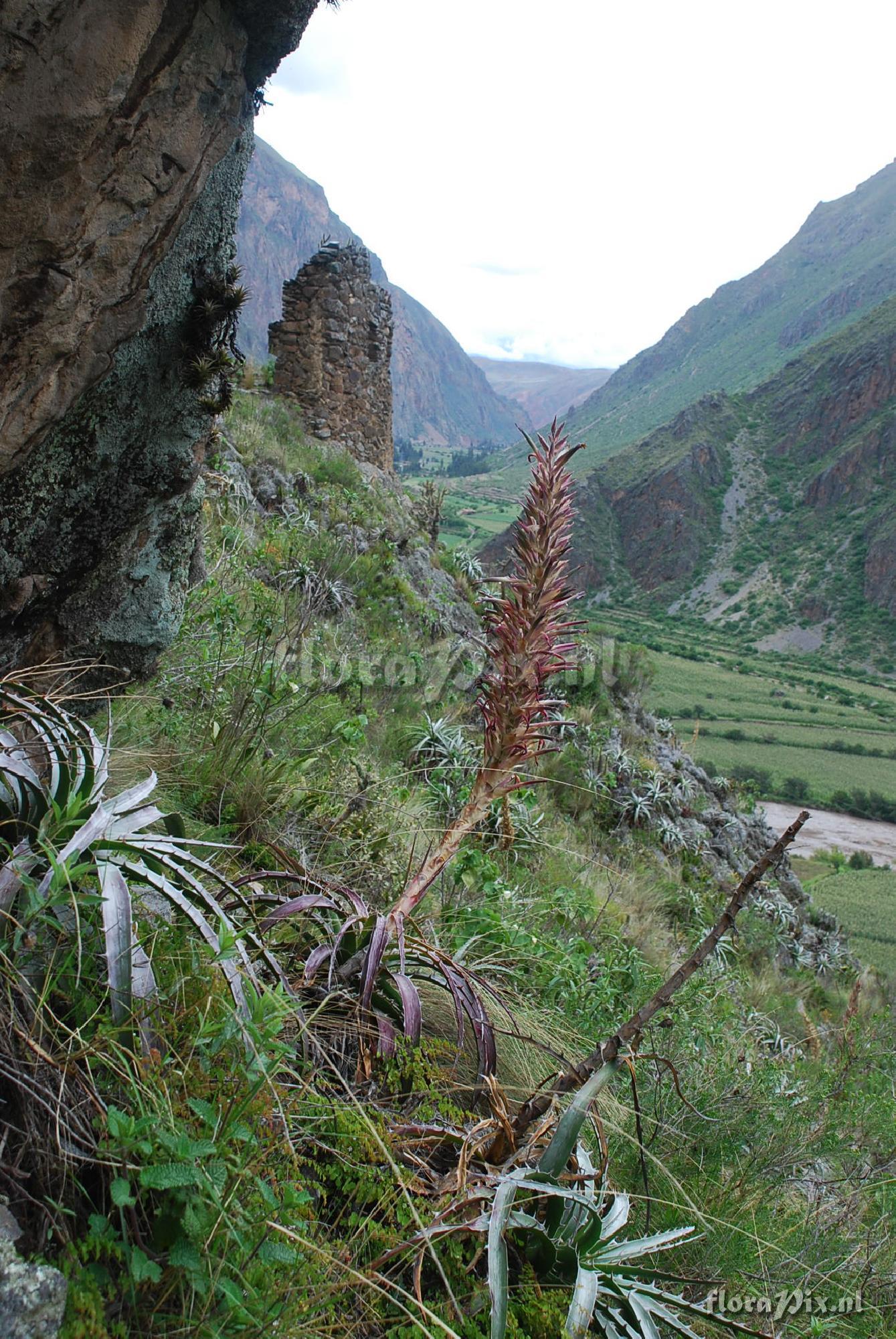 Puya densiflora