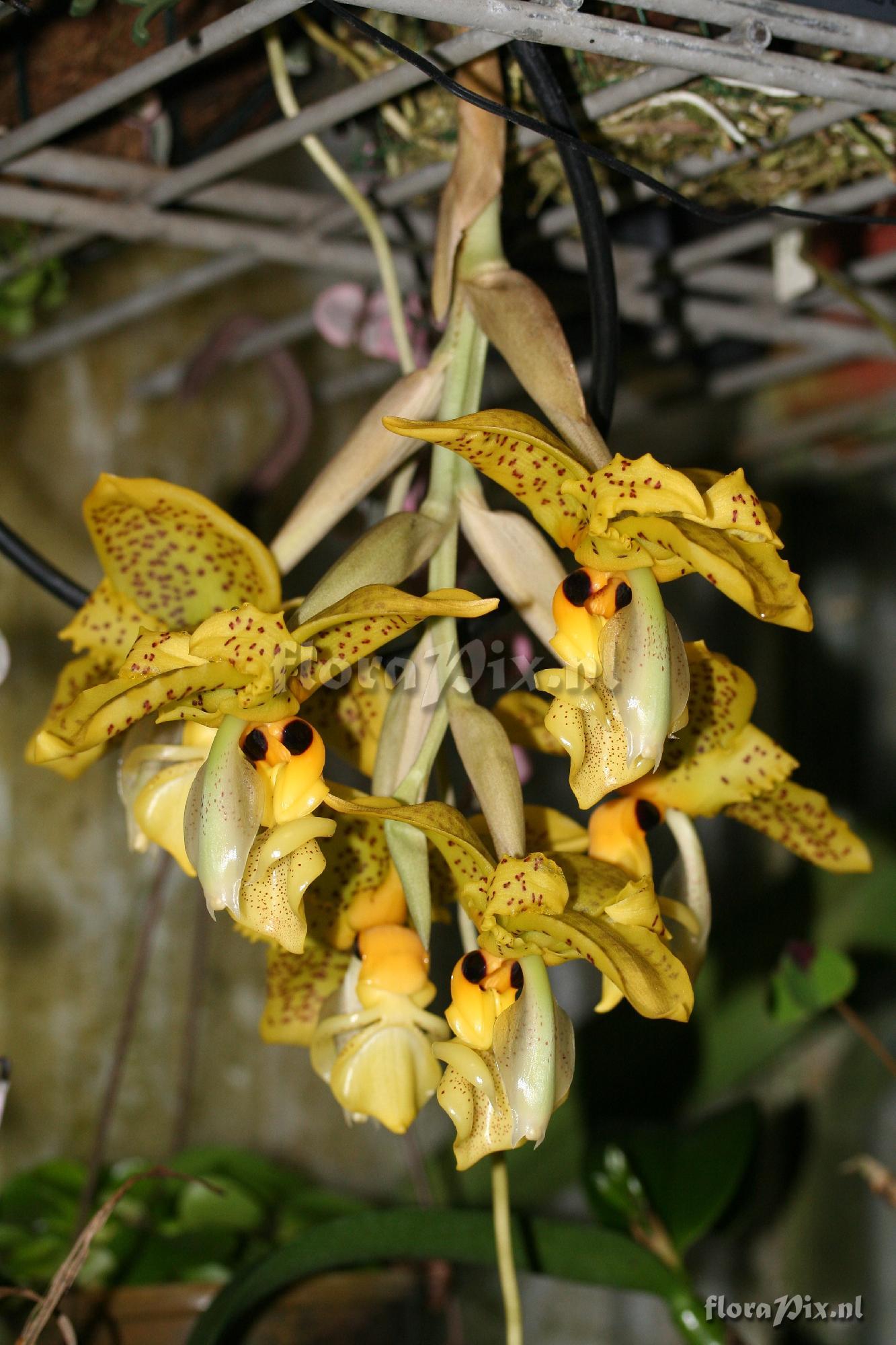 Stanhopea wardii