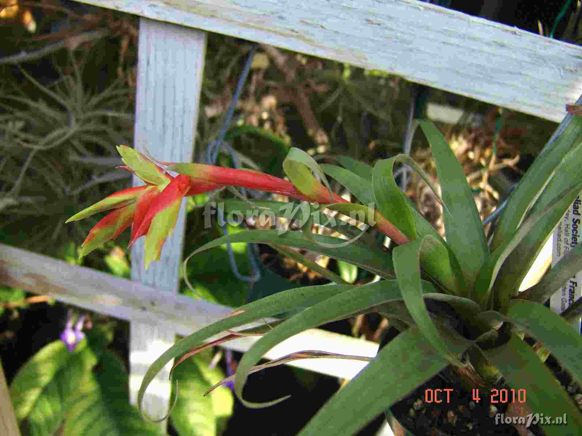 Tillandsia confertiflora