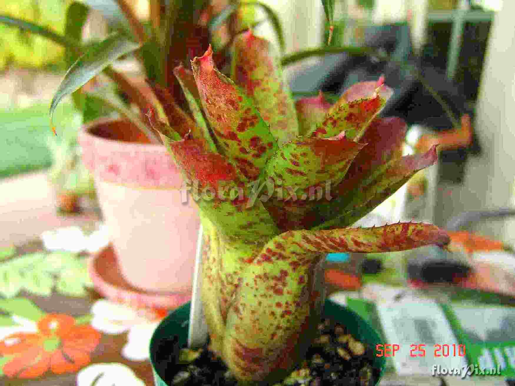 Neoregelia olens cv