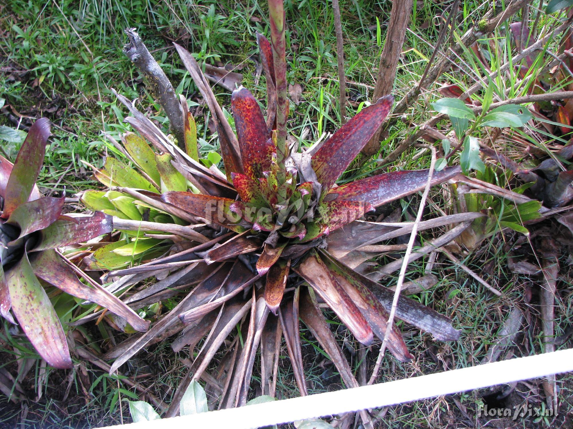 Tillandsia stenoura var mauroi