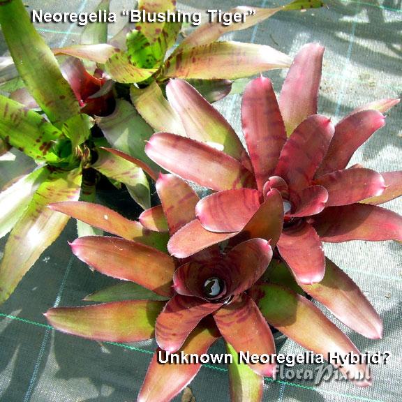 Neoregelia Unknown small