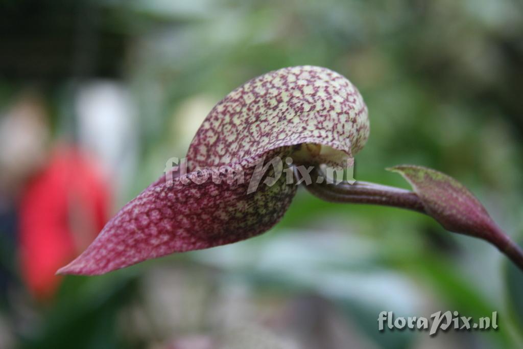 Bulbophyllum arfakianum