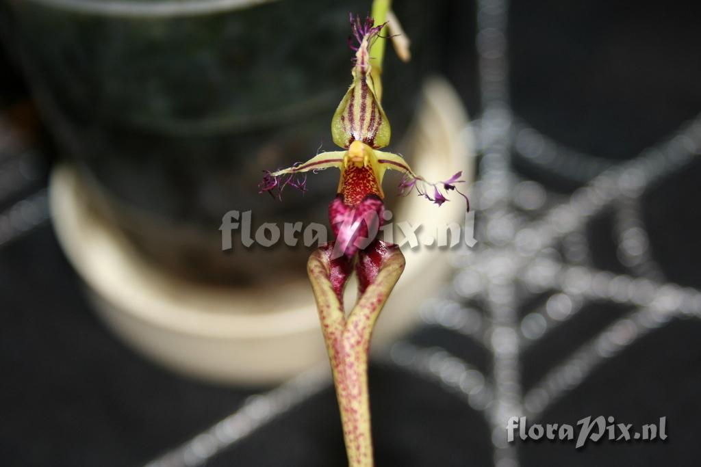 Bulbophyllum putidum