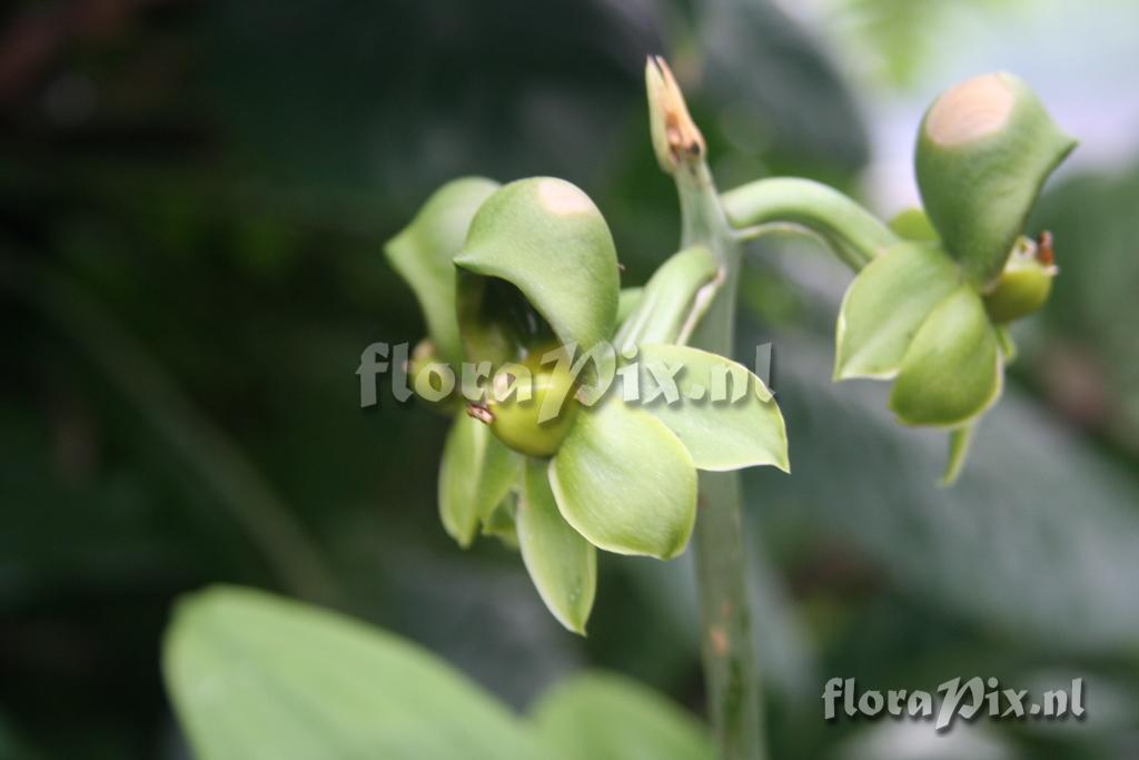 Catasetum integerrimum