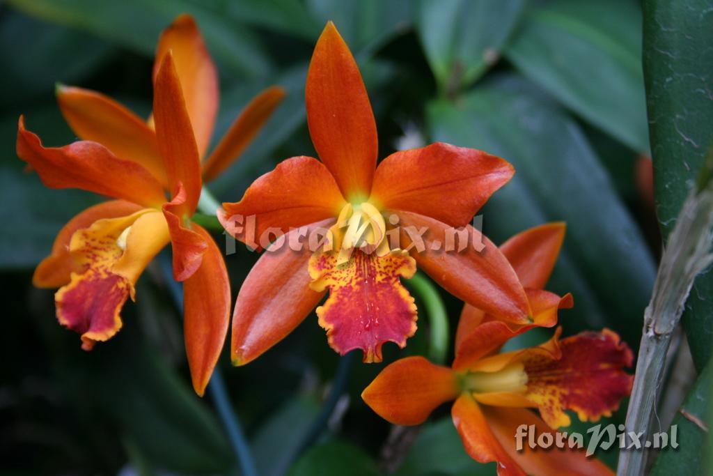 Cattleya 