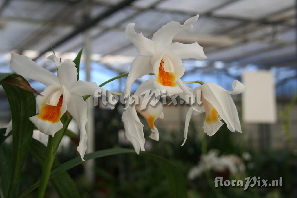 Coelogyne cristata x mooreana