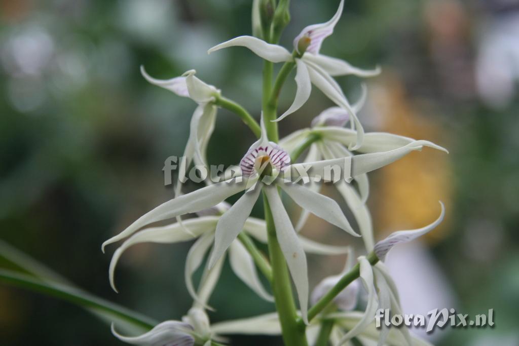 Encyclia chondylobulbon