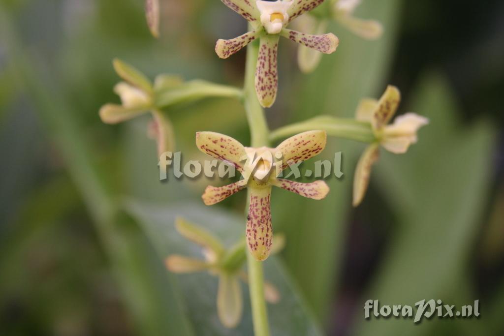 Prosthechea vespa