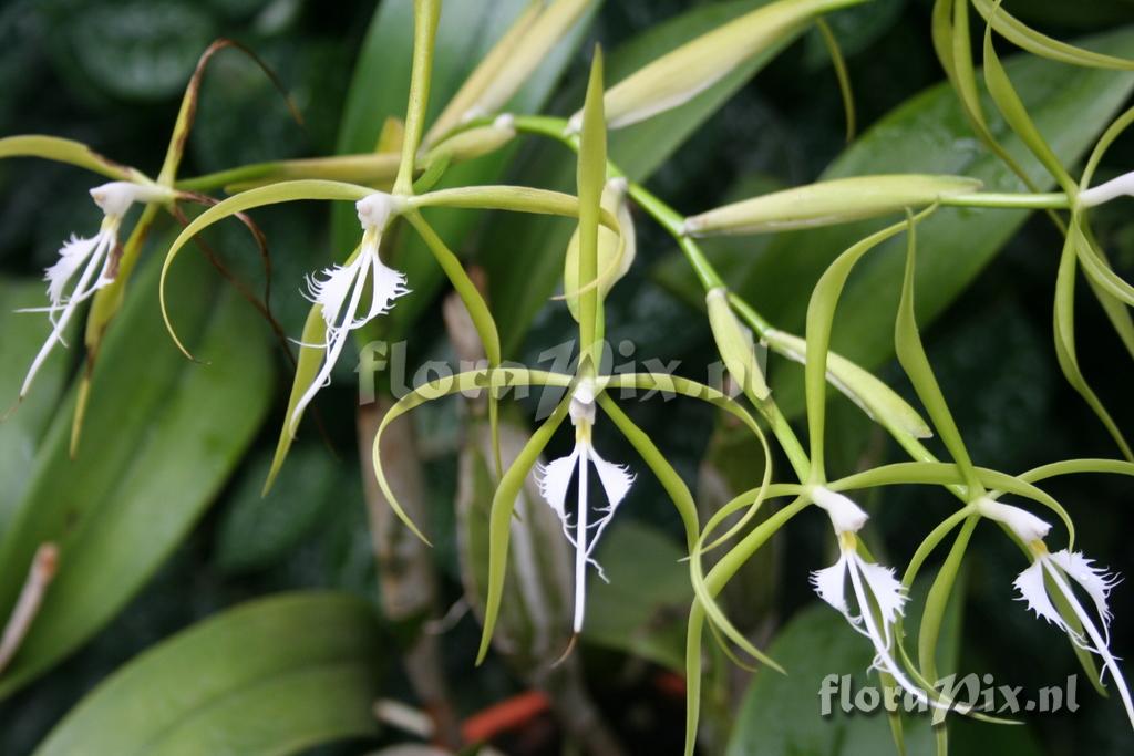 Epidendrum ciliare 