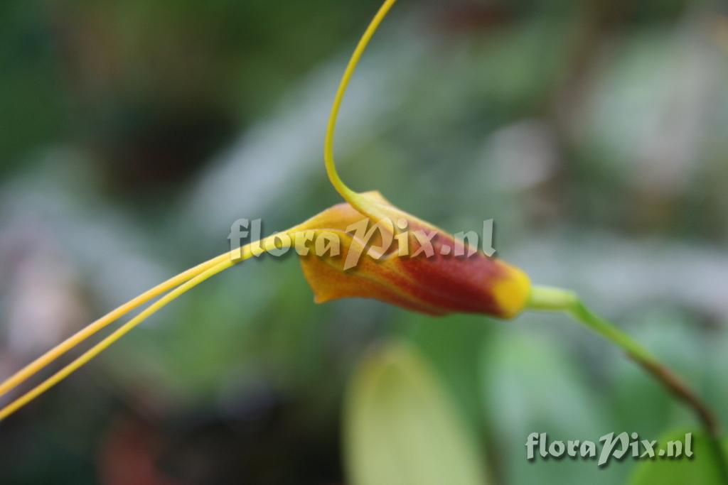 Masdevallia ligiae 