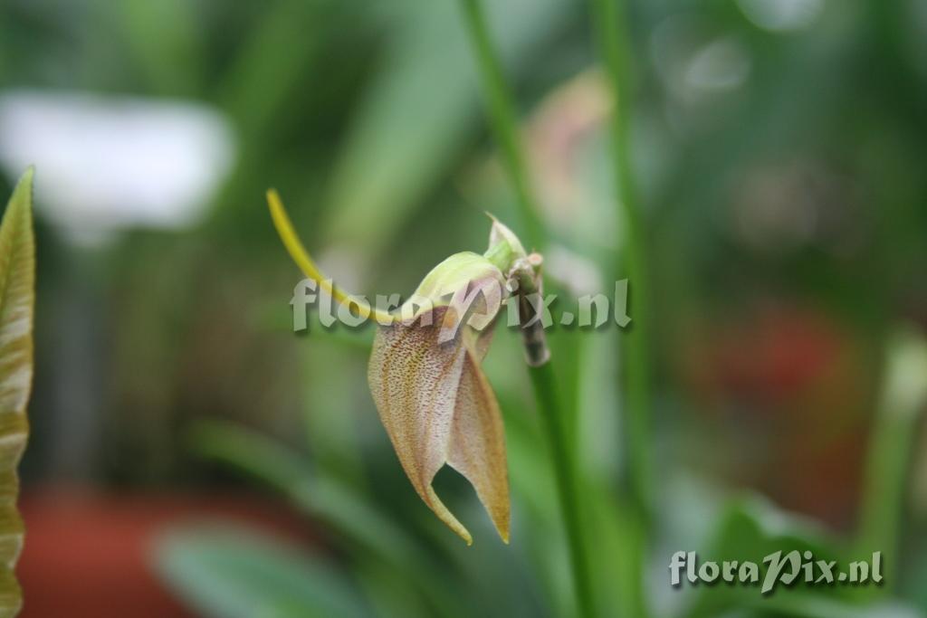 Masdevallia norae 