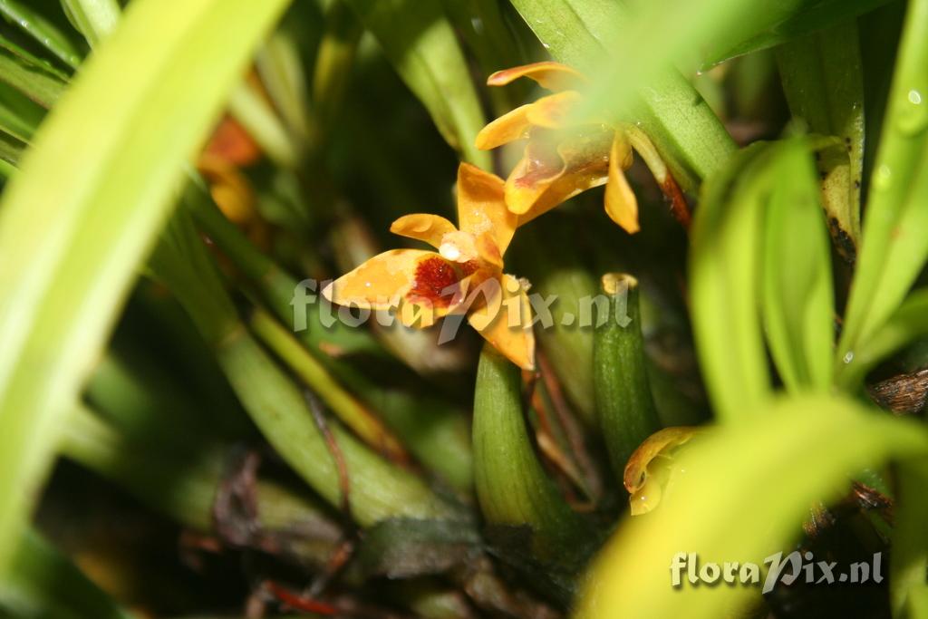 Maxillaria bulbosae 