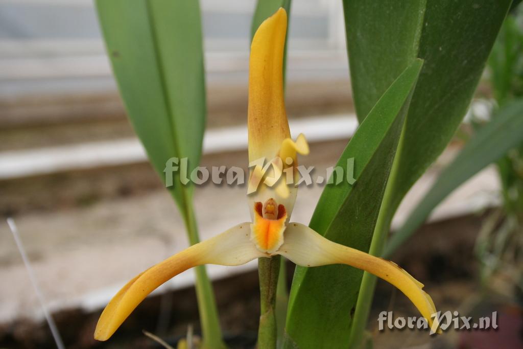 Maxillaria luteo-alba 