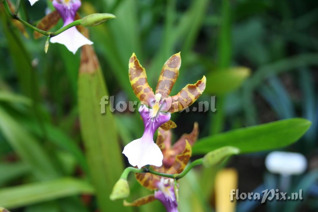 Miltonia clowesii 