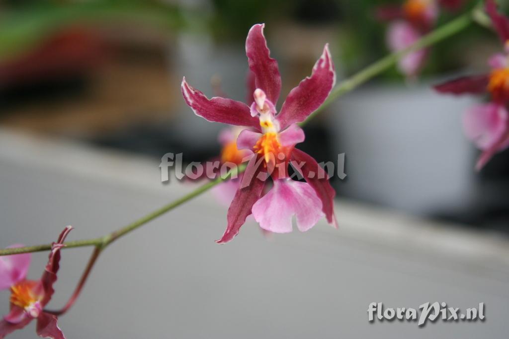 Odontoglossum splendens x grande