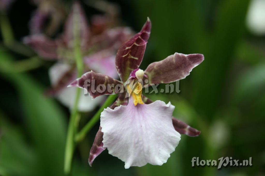 Odontoglossum 