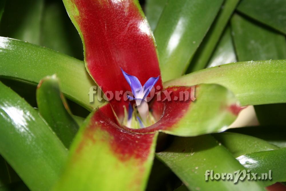 Neoregelia 