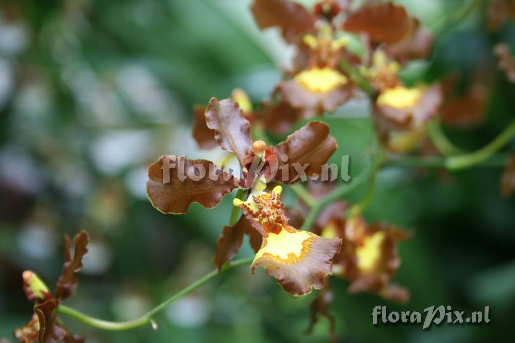 Oncidium crispum var. grandiflorum 