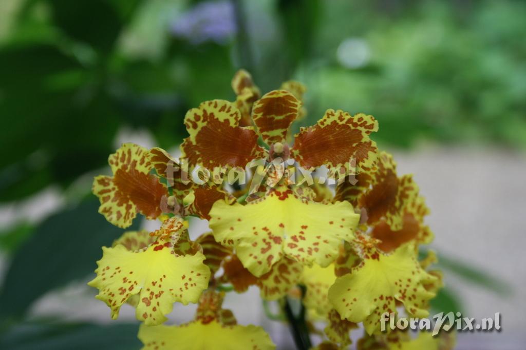 Oncidium 