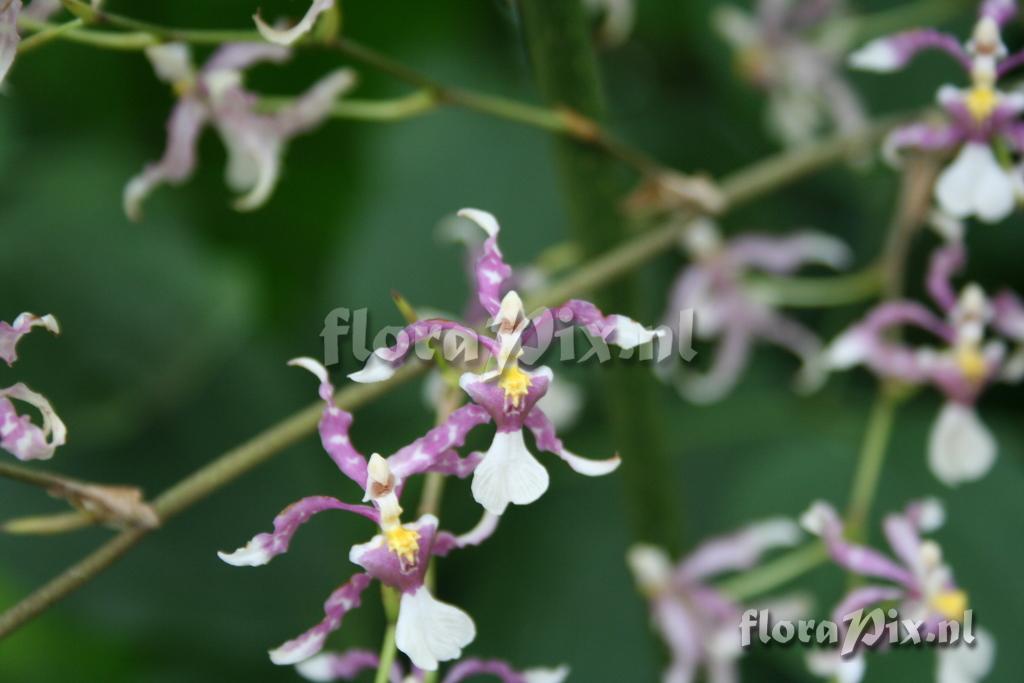 Oncidium incurvum 