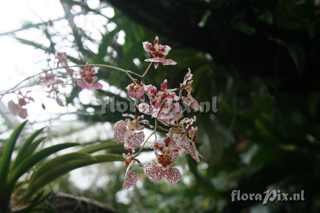 Oncidium Wilbur Elizabeth