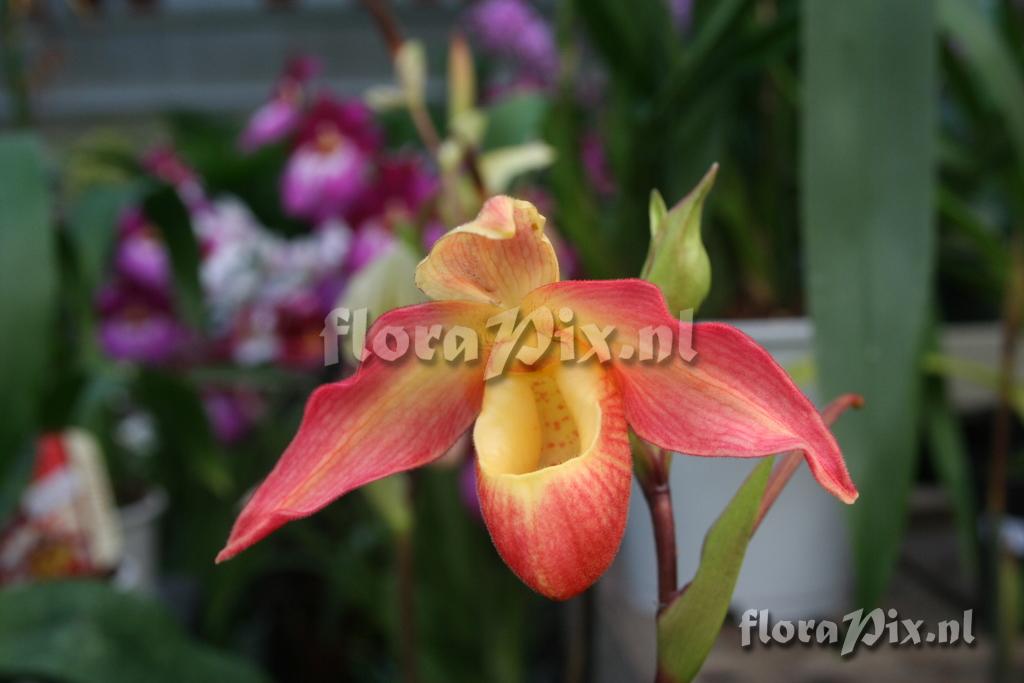 Phragmipedium longifolium x bessae 