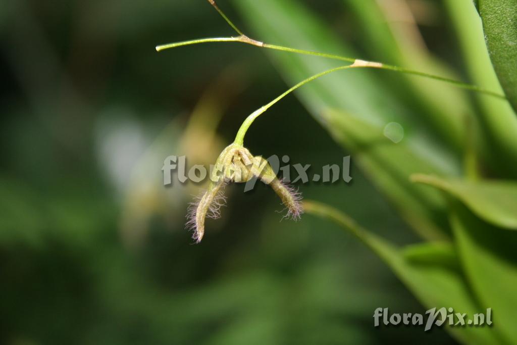 Pleurothallis flexuosa 