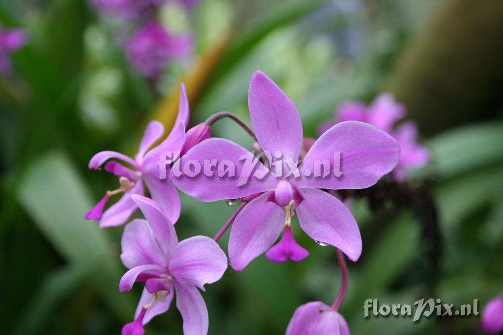 Spathoglottis 