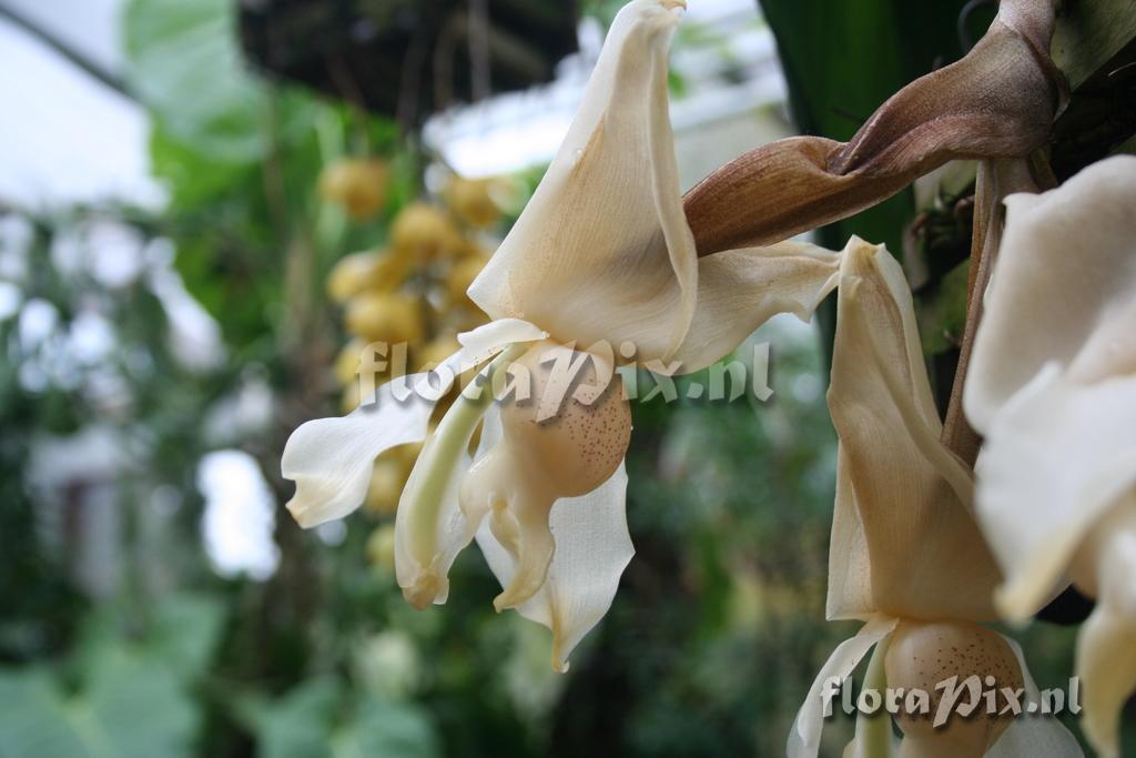 Stanhopea x herrenhusana 