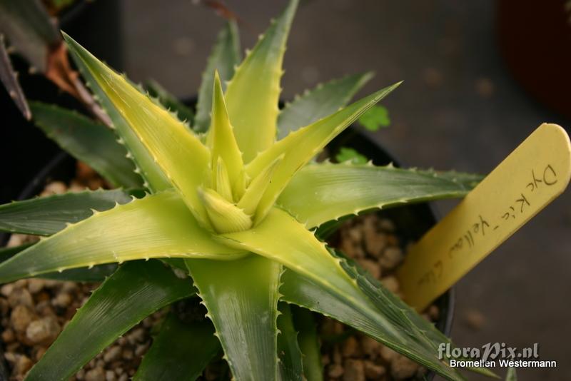 Dyckia Yellow Glow