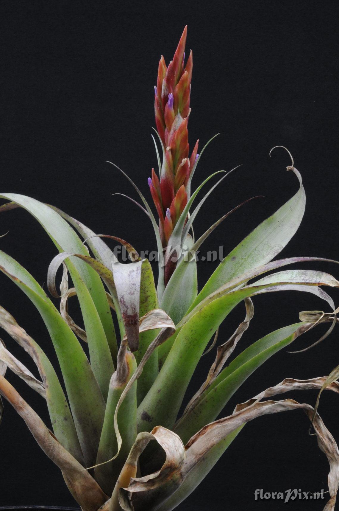 Tillandsia cajamarcensis