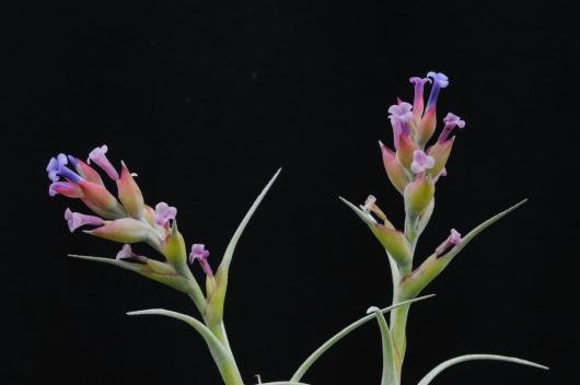 Tillandsia stricta v. albifolia