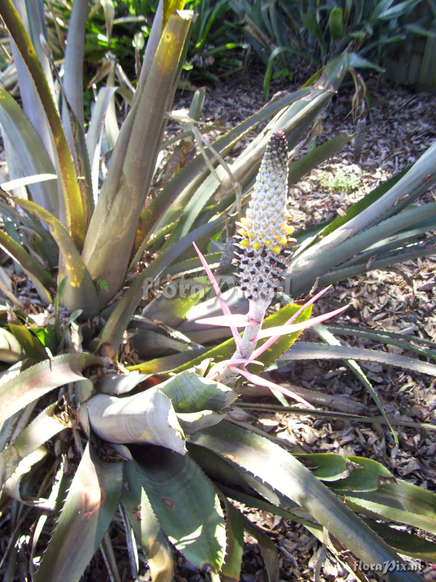 Aechmea bromeliifolia