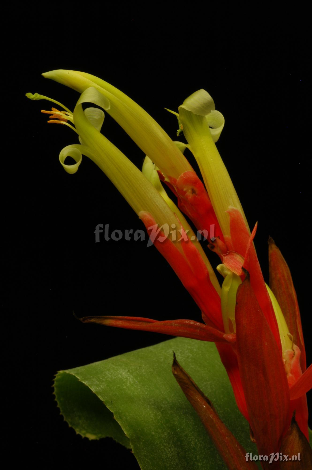 Billbergia lietzei var chlorantha