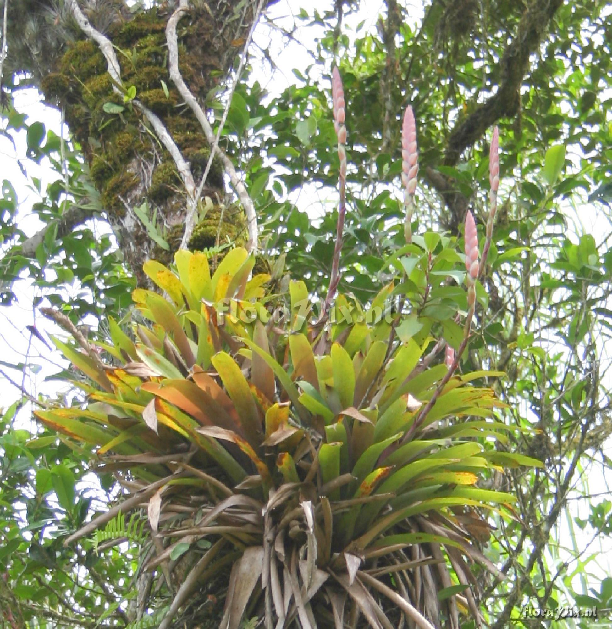 Vriesea sp.