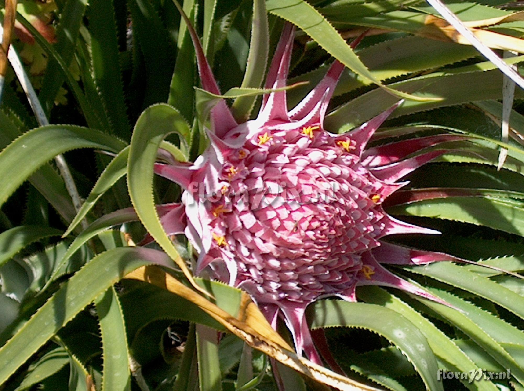 Ochagavia carnea