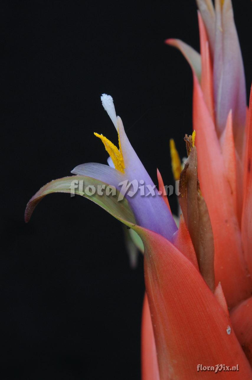 Tillandsia yunckeri