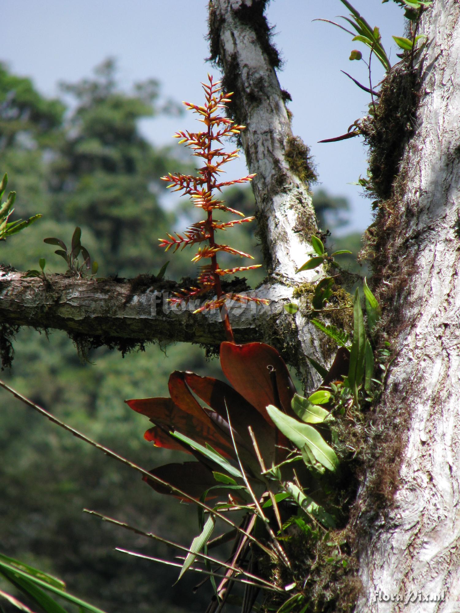 Tillandsia truncata