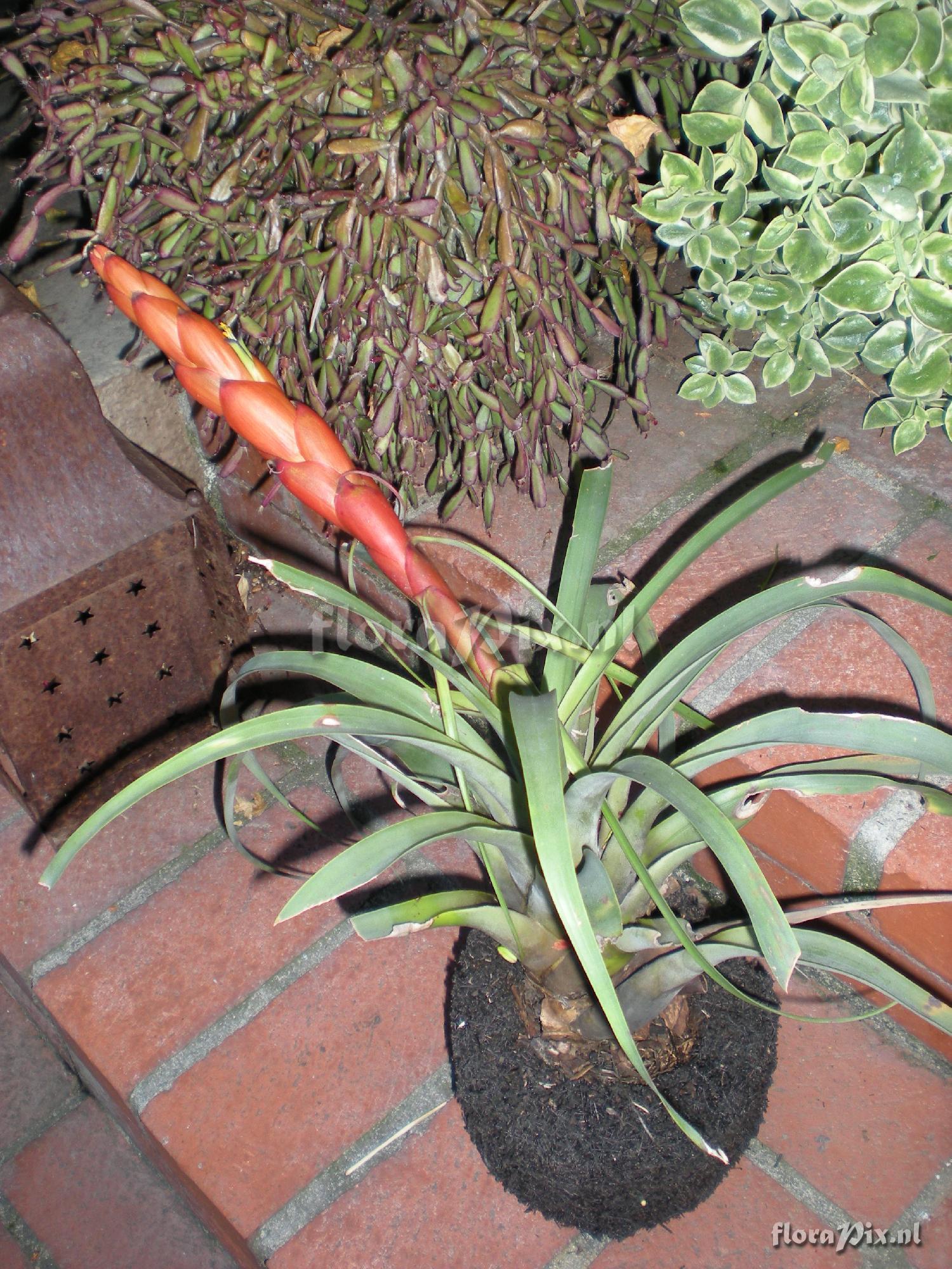 Tillandsia portillae