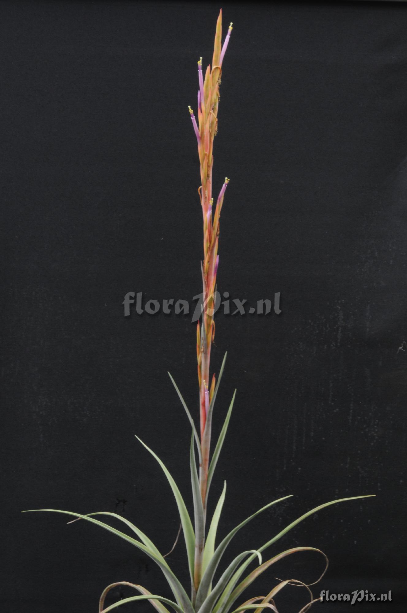 Tillandsia coalcomanensis