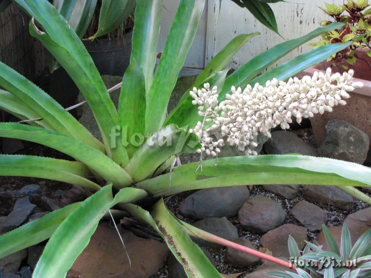 Aechmea lueddemanniana 