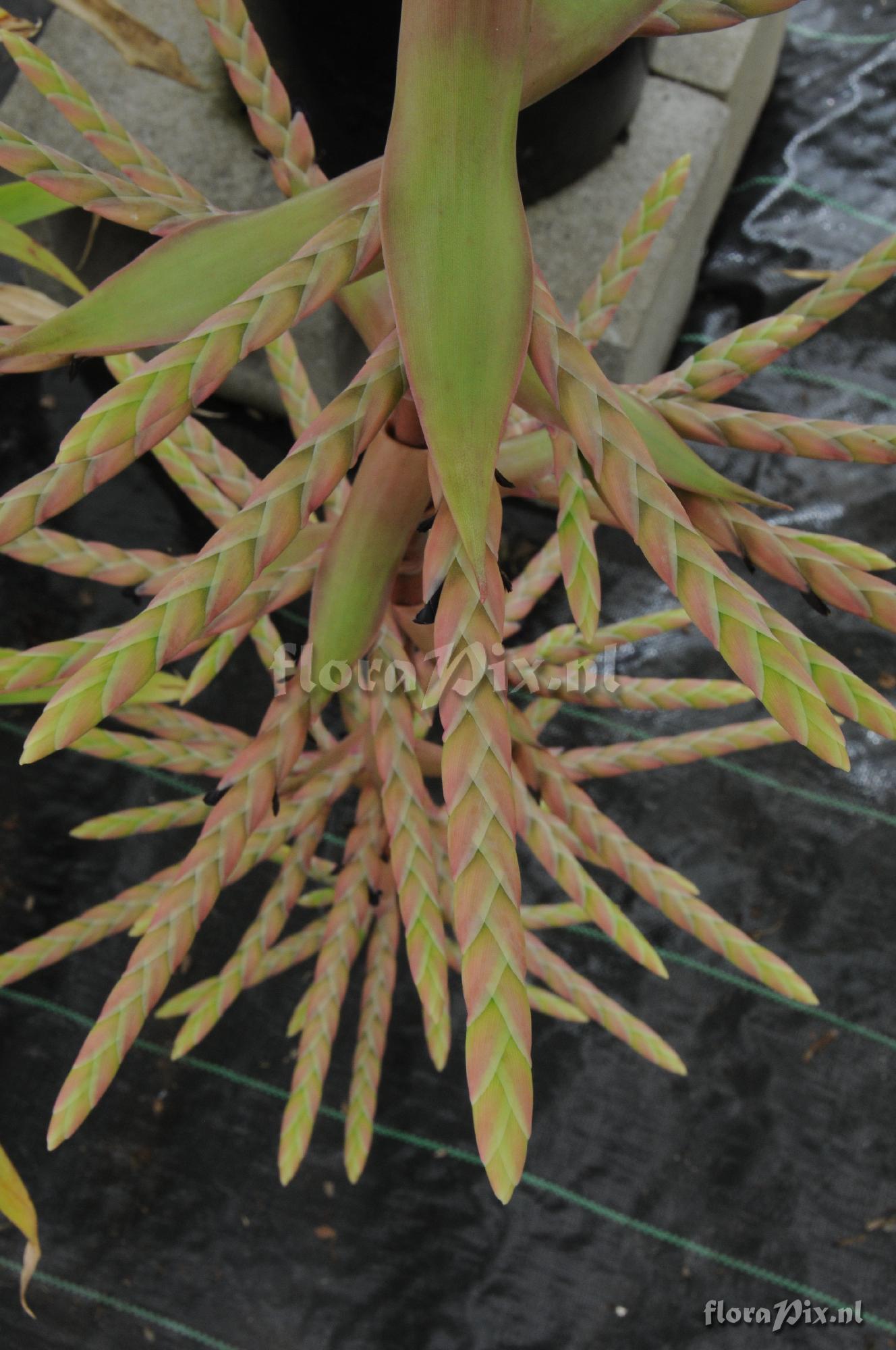 Tillandsia lymanii