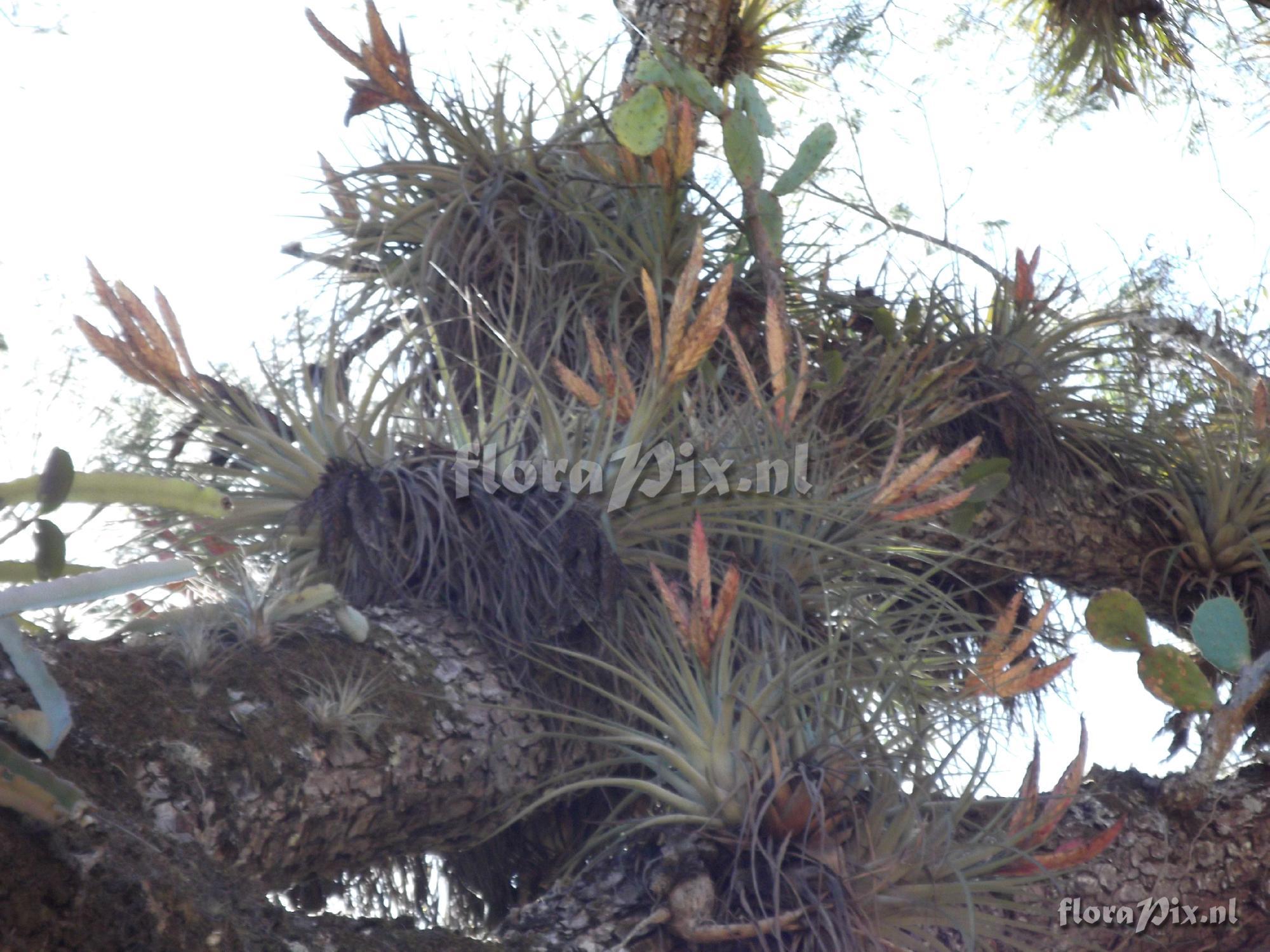 Tillandsia fasciculata