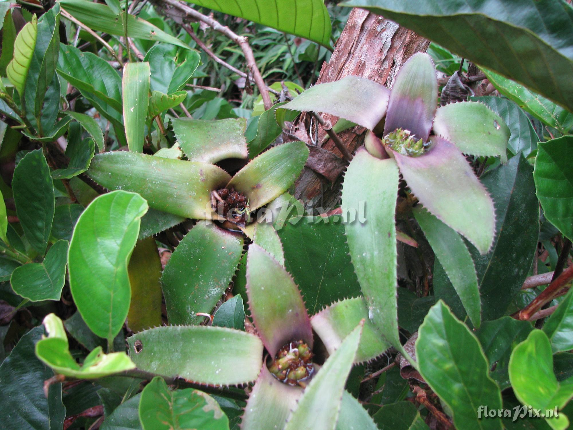 Neoregelia leviana