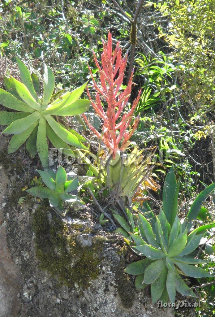 Tillandsia parryi