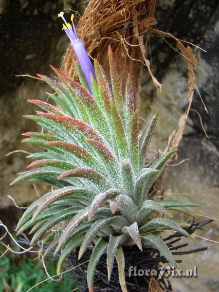 Tillandsia ionantha 