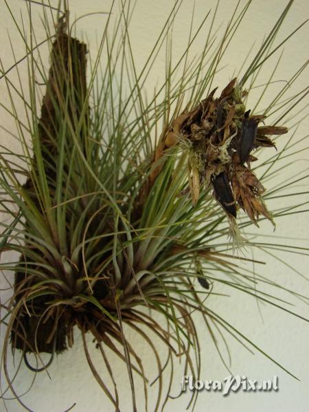 Tillandsia sp